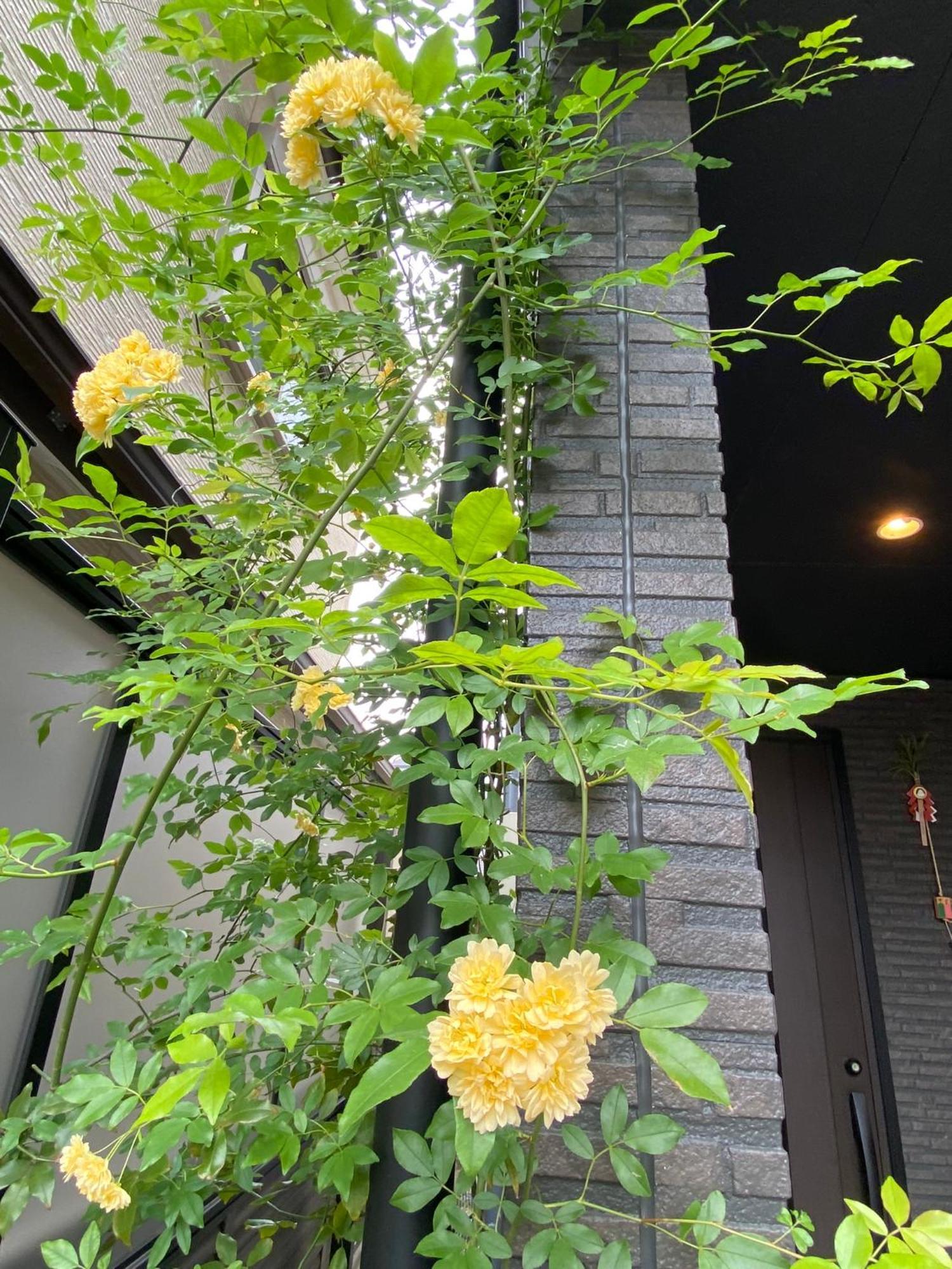 遥華-Haruka House Hotell Kyoto Exteriör bild