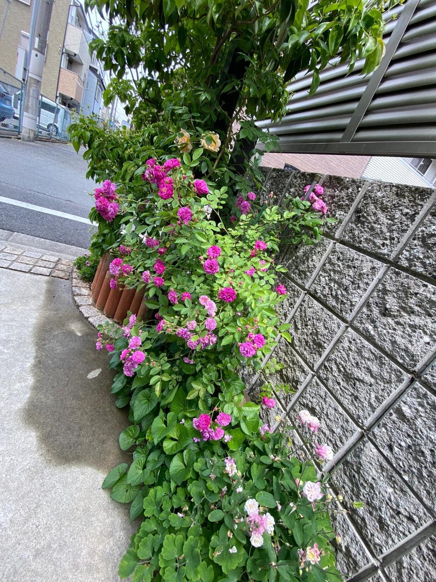 遥華-Haruka House Hotell Kyoto Exteriör bild